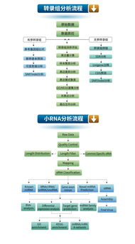 生工生物優(yōu)質(zhì)技術(shù)服務(wù)推薦 高通量測序與轉(zhuǎn)錄組、小RNA分析